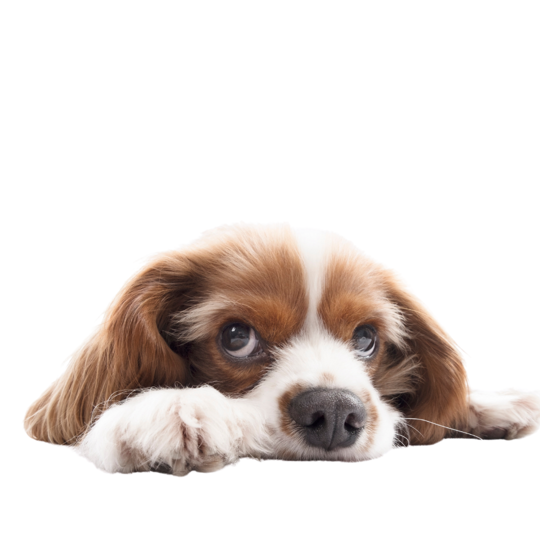 Pet dog